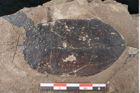 Foto (Detailansicht) von Quercus naumanni Ettingshausen (NHMW-GEO-2024-0188-7970)